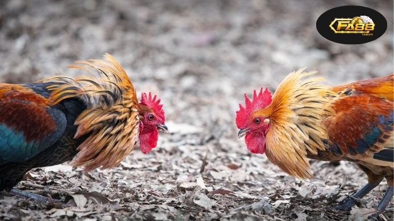 Nơi Đá Gà Trực Tuyến Gặp Gỡ Công Nghệ